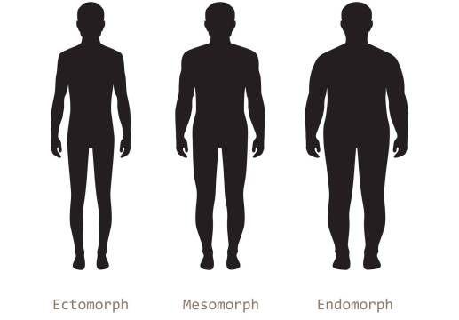 تیپ بدنی یا سوماتوتیپ ❤ ارتباط آن با پاسچر و وضعیت بدن